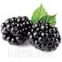 Ароматизатор TPA Blackberry (Ежевика) 10мл. Ароматизатор TPA Blackberry (Ежевика) 10мл.