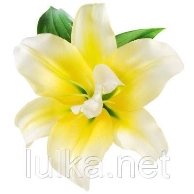 Ароматизатор TPA Vanillin 10% (ванилин 10%) 10мл. Ароматизатор TPA Vanillin 10% (ванилин 10%) 10мл.